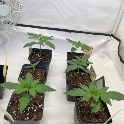 Nordlicht #2 growlog timeline photo