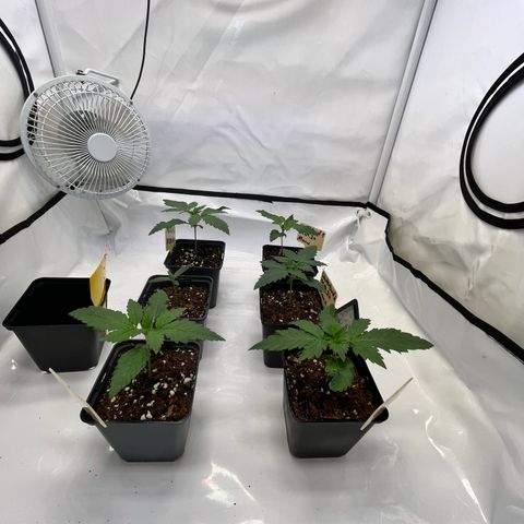 Nordlicht #2 growlog timeline photo