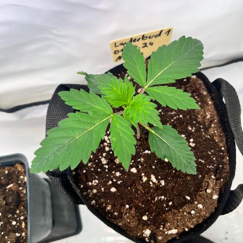 OG Lauterbud growlog timeline photo
