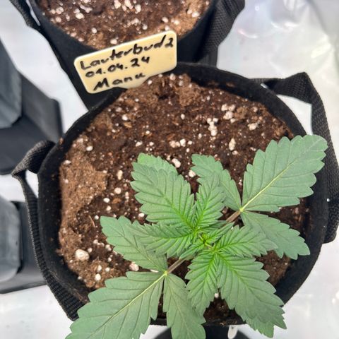 OG Lauterbud growlog timeline photo