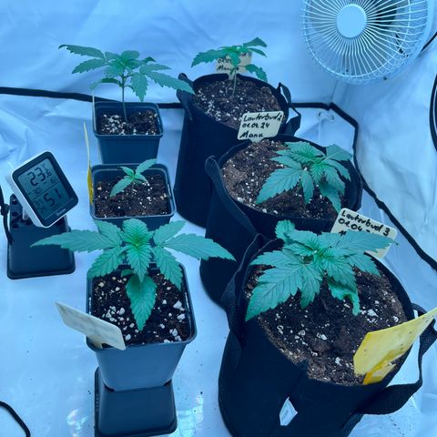OG Lauterbud growlog timeline photo