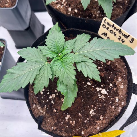 OG Lauterbud growlog timeline photo