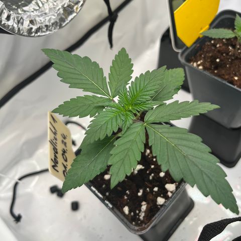 Nordlicht #1 growlog timeline photo