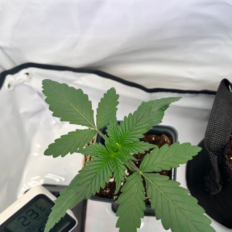 Nordlicht #2 growlog timeline photo