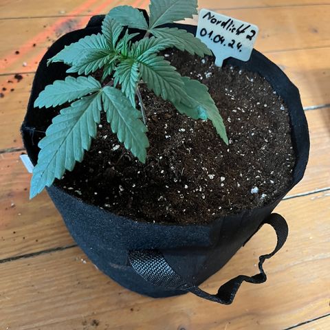 Nordlicht #2 growlog timeline photo