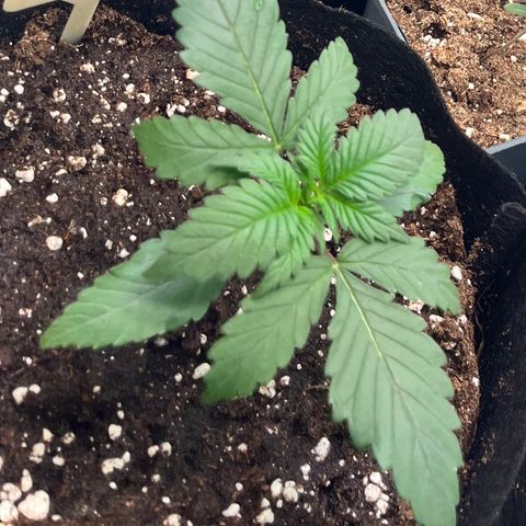 Nordlicht #1 growlog timeline photo