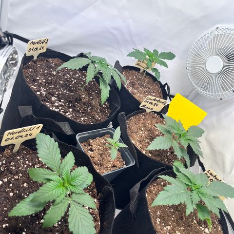 Nordlicht #2 growlog photo: Vorher/Nachher vom Umtopfen