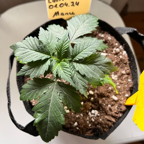 OG Lauterbud growlog timeline photo