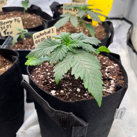 OG Lauterbud growlog timeline photo