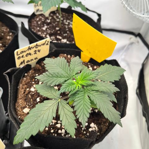 OG Lauterbud growlog timeline photo