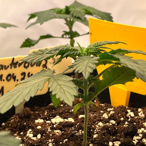 OG Lauterbud growlog timeline photo