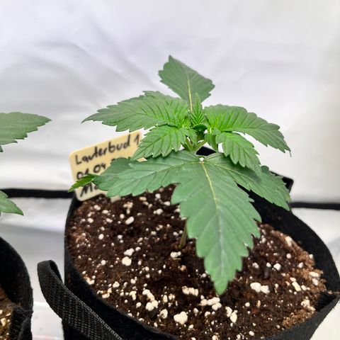 OG Lauterbud growlog timeline photo