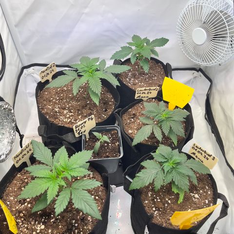 Nordlicht #2 growlog photo: BerryFly sieht nicht gut aus. Zu trocken.