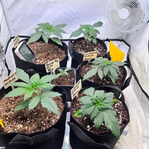 Nordlicht #2 growlog photo: BerryFly sieht nicht gut aus. Zu trocken.