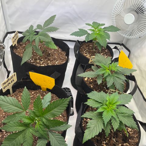 Nordlicht #2 growlog photo: LST und Topping Links angewendet