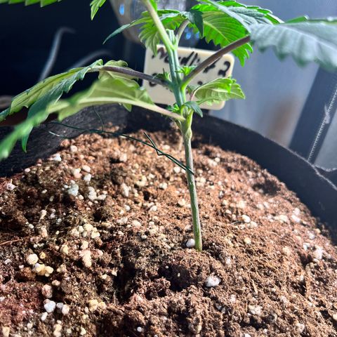Nordlicht #2 growlog timeline photo