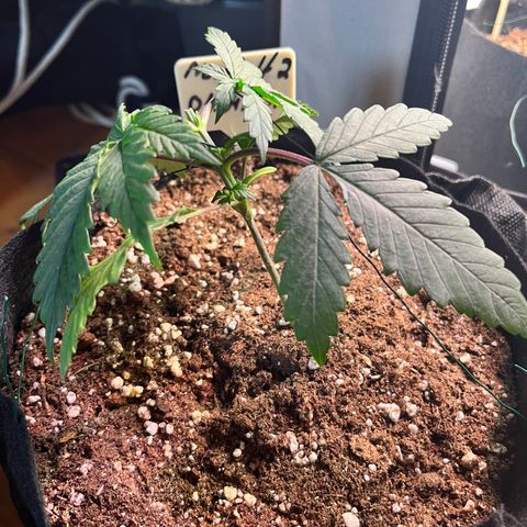 Nordlicht #2 growlog timeline photo