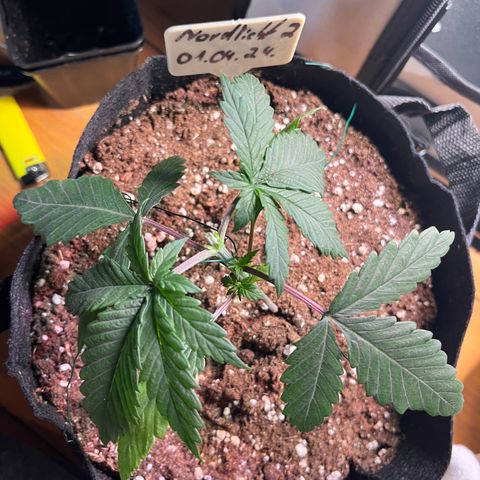 Nordlicht #2 growlog timeline photo