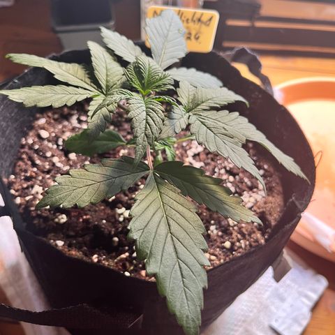 Nordlicht #1 growlog timeline photo