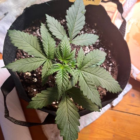 Nordlicht #1 growlog timeline photo
