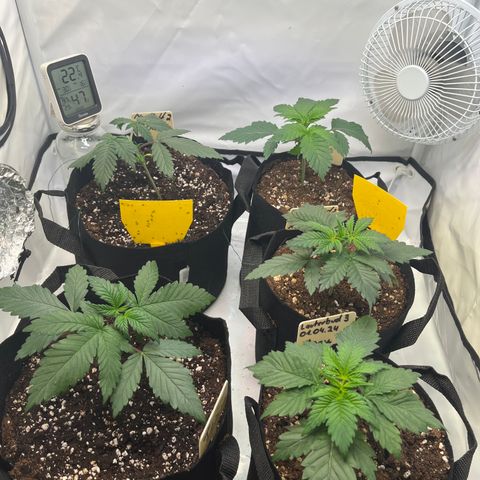 Nordlicht #2 growlog timeline photo