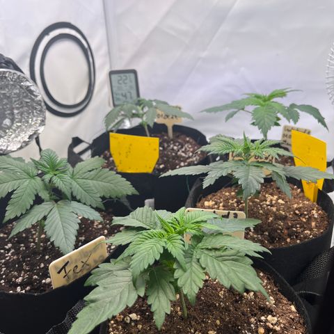 Nordlicht #2 growlog timeline photo