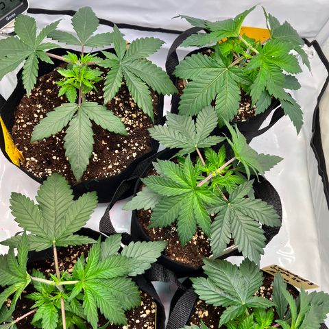 Nordlicht #2 growlog timeline photo