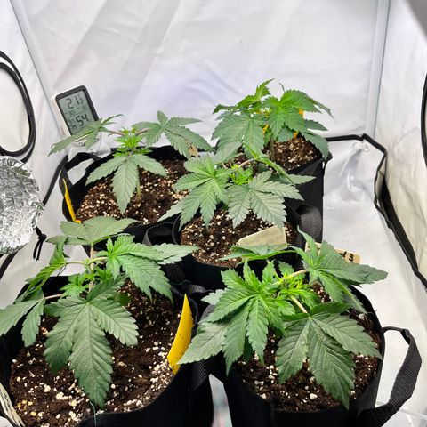 Nordlicht #2 growlog timeline photo