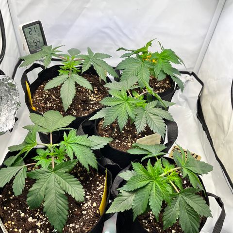 Nordlicht #2 growlog timeline photo