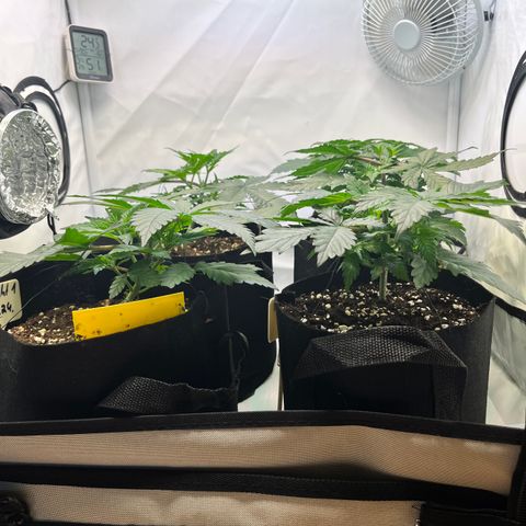 OG Lauterbud growlog timeline photo