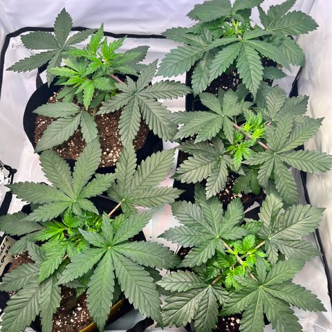 OG Lauterbud growlog timeline photo
