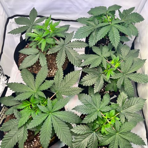 OG Lauterbud growlog timeline photo