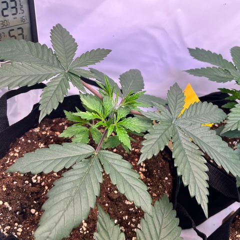 Nordlicht #2 growlog timeline photo