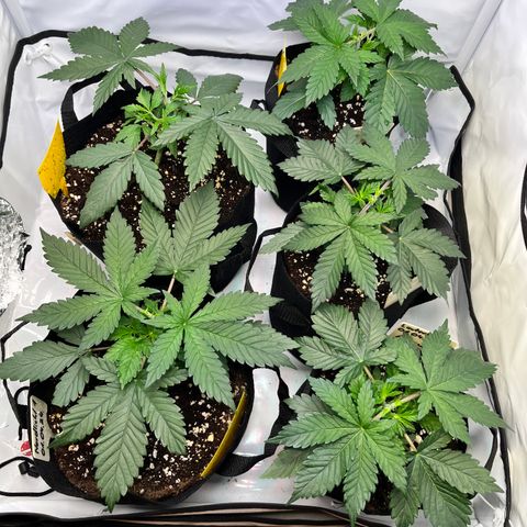 Nordlicht #2 growlog timeline photo
