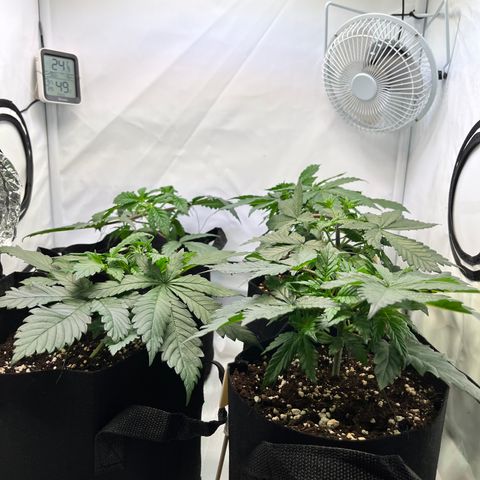 Nordlicht #2 growlog photo: Nach dem Training sehen sie unentspannt aus