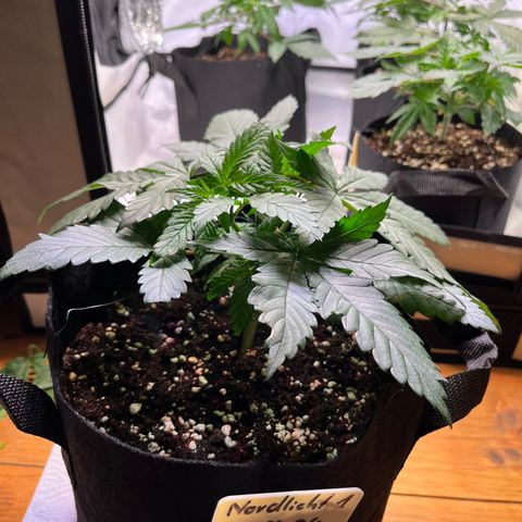 Nordlicht #1 growlog timeline photo