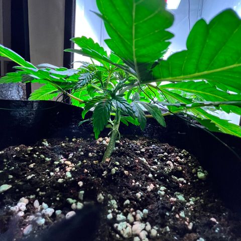 Nordlicht #1 growlog timeline photo