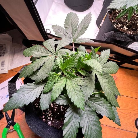 Nordlicht #1 growlog timeline photo