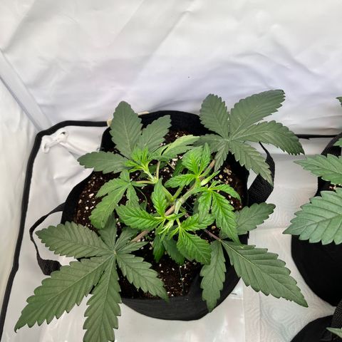 Nordlicht #2 growlog timeline photo