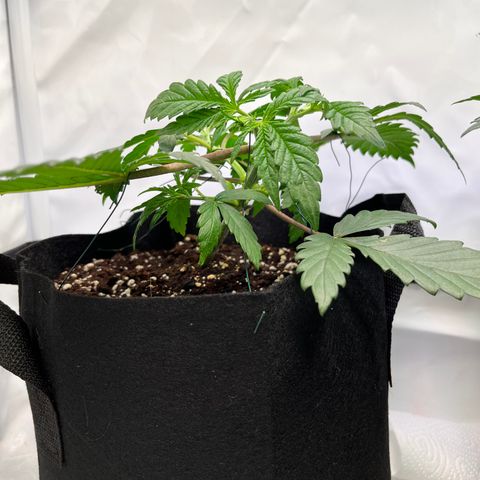 Nordlicht #2 growlog timeline photo