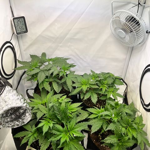 Nordlicht #2 growlog timeline photo
