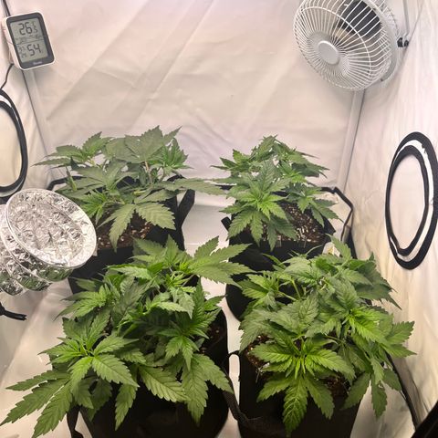 Nordlicht #2 growlog timeline photo