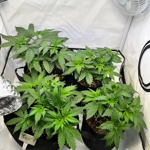 Nordlicht #2 growlog timeline photo