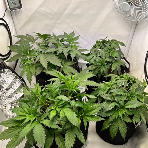 Nordlicht #2 growlog photo: Ein letztes Mal LST bevor die Blüte morgen eingeleitet wird.
