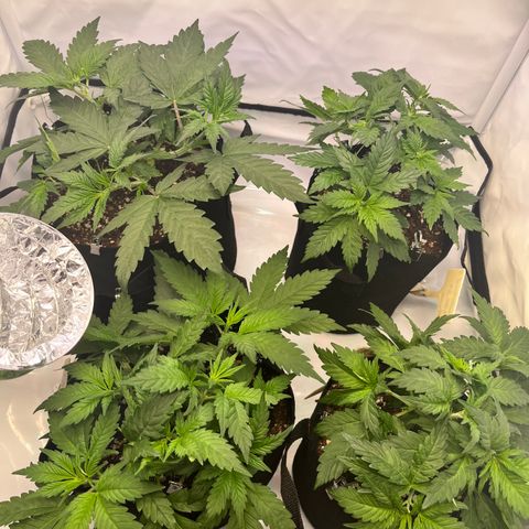 Nordlicht #2 growlog timeline photo