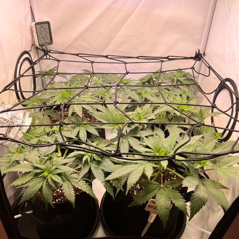 Nordlicht #2 growlog photo: Scrog Netz verankert