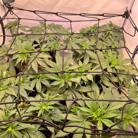 Nordlicht #2 growlog photo: Scrog Netz verankert