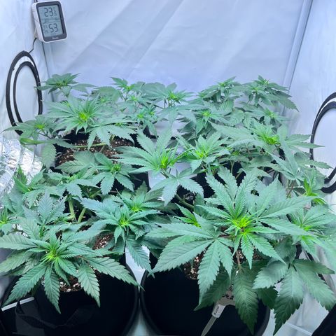 Nordlicht #2 growlog photo: Scrog Netz verankert
