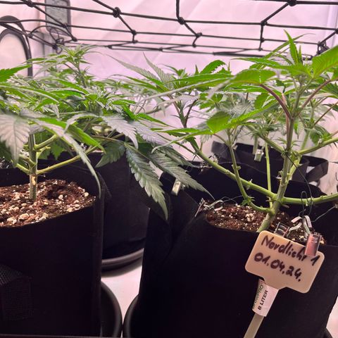 Nordlicht #2 growlog photo: Scrog Netz verankert