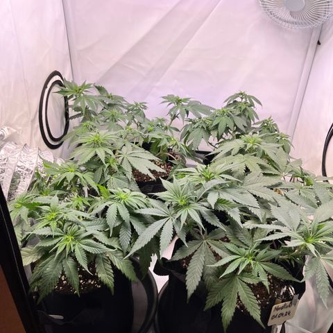 Nordlicht #2 growlog photo: Netz entfernt - suckt beim Gießen 